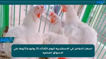 أسعار الدواجن في الإسكندرية اليوم الثلاثاء 22 يوليو وتأثيرها على الأسواق المحلية